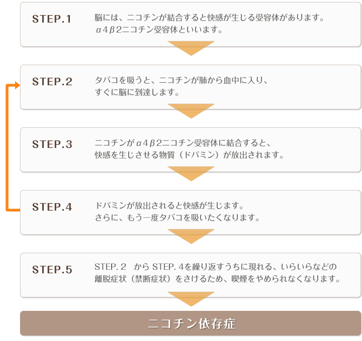 ニコチン依存症に至るまで