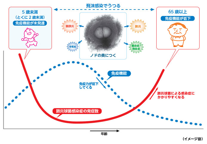 高齢者肺炎球菌ワクチンについて